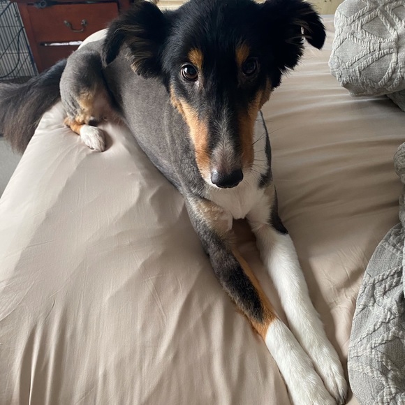 Meet your Posher, Amelia - Picture 2 of 6